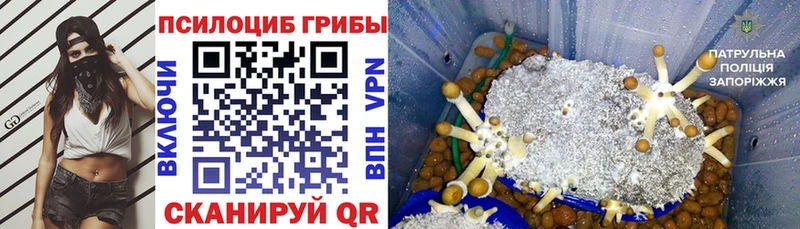 darknet клад  Николаевск  Псилоцибиновые грибы Psilocybe  закладка 